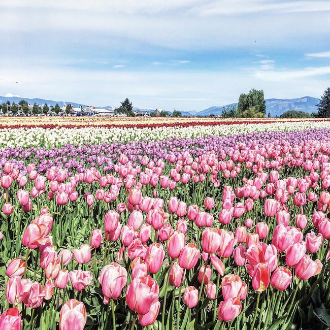 6 khu vườn hoa tulip chỉ nhìn thôi cũng khiến người ta ngất ngây bởi quá đẹp, quá rực rỡ - Ảnh 10.
