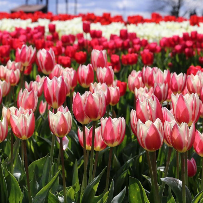 6 khu vườn hoa tulip chỉ nhìn thôi cũng khiến người ta ngất ngây bởi quá đẹp, quá rực rỡ - Ảnh 11.