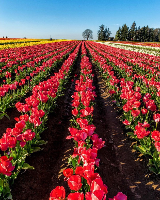 6 khu vườn hoa tulip chỉ nhìn thôi cũng khiến người ta ngất ngây bởi quá đẹp, quá rực rỡ - Ảnh 3.