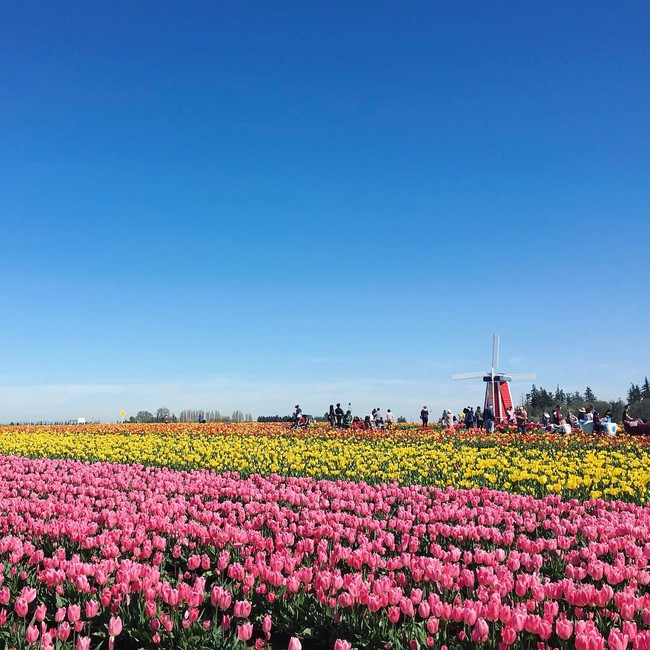 6 khu vườn hoa tulip chỉ nhìn thôi cũng khiến người ta ngất ngây bởi quá đẹp, quá rực rỡ - Ảnh 5.