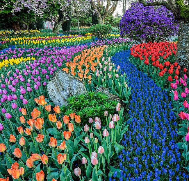 6 khu vườn hoa tulip chỉ nhìn thôi cũng khiến người ta ngất ngây bởi quá đẹp, quá rực rỡ - Ảnh 22.