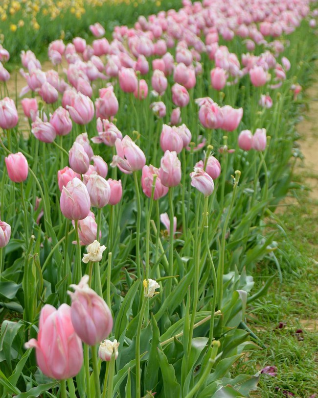 6 khu vườn hoa tulip chỉ nhìn thôi cũng khiến người ta ngất ngây bởi quá đẹp, quá rực rỡ - Ảnh 15.