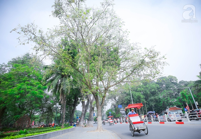 Mau lên em không lỡ mùa hoa sưa, nhạt hương hoa bưởi - Ảnh 15.