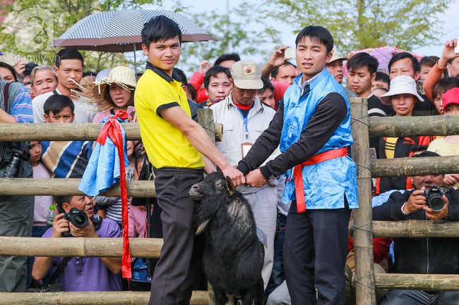 Cuối tuần, trẻ nhỏ được cha mẹ dẫn đi xem lễ hội chọi dê Hà Giang độc đáo ngay tại Hà Nội - Ảnh 5.
