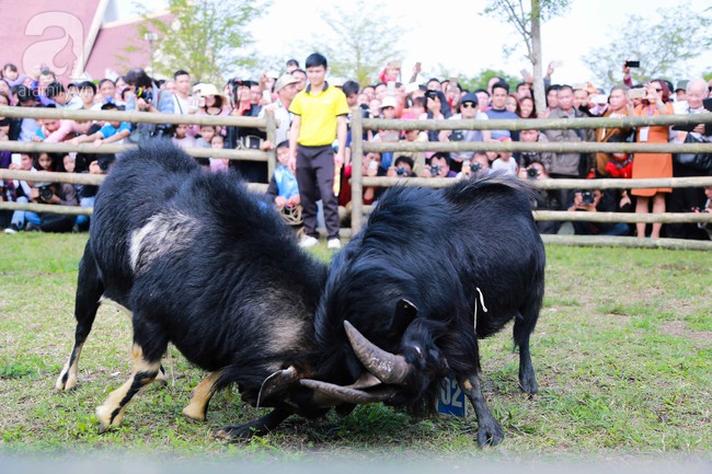 Cuối tuần, trẻ nhỏ được cha mẹ dẫn đi xem lễ hội chọi dê Hà Giang độc đáo ngay tại Hà Nội - Ảnh 11.