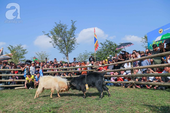 Cuối tuần, trẻ nhỏ được cha mẹ dẫn đi xem lễ hội chọi dê Hà Giang độc đáo ngay tại Hà Nội - Ảnh 8.