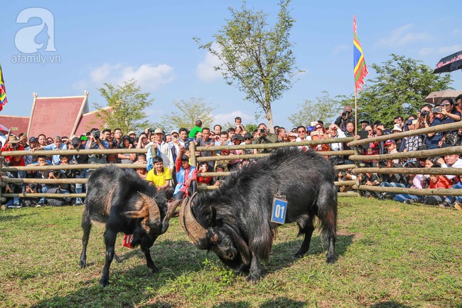 Cuối tuần, trẻ nhỏ được cha mẹ dẫn đi xem lễ hội chọi dê Hà Giang độc đáo ngay tại Hà Nội - Ảnh 9.