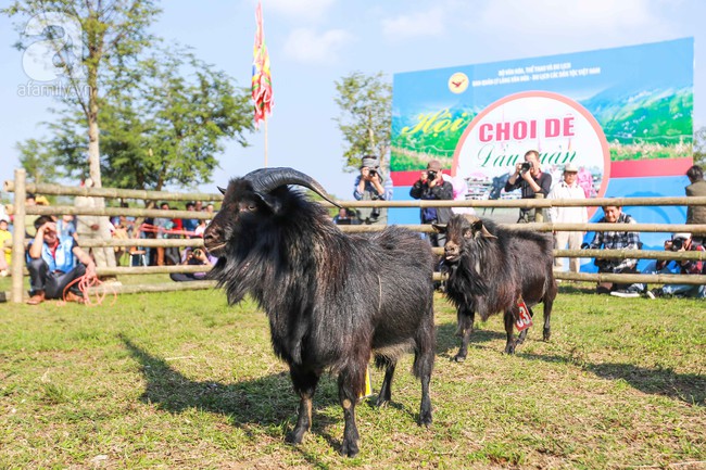 Cuối tuần, trẻ nhỏ được cha mẹ dẫn đi xem lễ hội chọi dê Hà Giang độc đáo ngay tại Hà Nội - Ảnh 16.