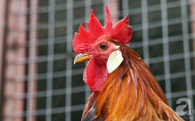 Hàng loạt giống gà lạ từ khắp thế giới ở trang trại của chàng trai 8X Bình Dương - Ảnh 3.
