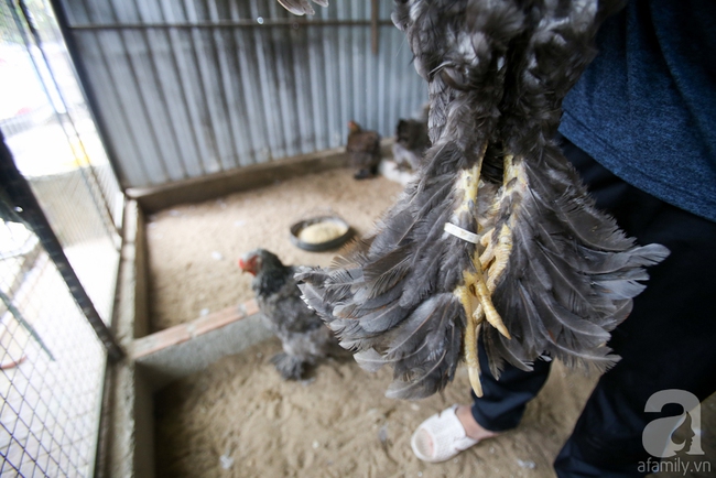 Hàng loạt giống gà lạ từ khắp thế giới ở trang trại của chàng trai 8X Bình Dương - Ảnh 5.