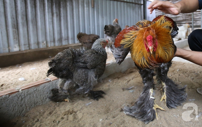 Hàng loạt giống gà lạ từ khắp thế giới ở trang trại của chàng trai 8X Bình Dương - Ảnh 4.