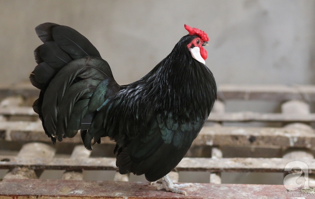 Hàng loạt giống gà lạ từ khắp thế giới ở trang trại của chàng trai 8X Bình Dương - Ảnh 6.