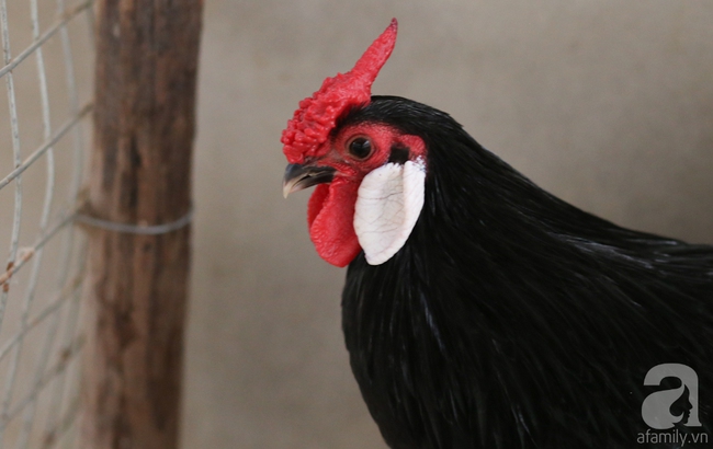 Hàng loạt giống gà lạ từ khắp thế giới ở trang trại của chàng trai 8X Bình Dương - Ảnh 7.