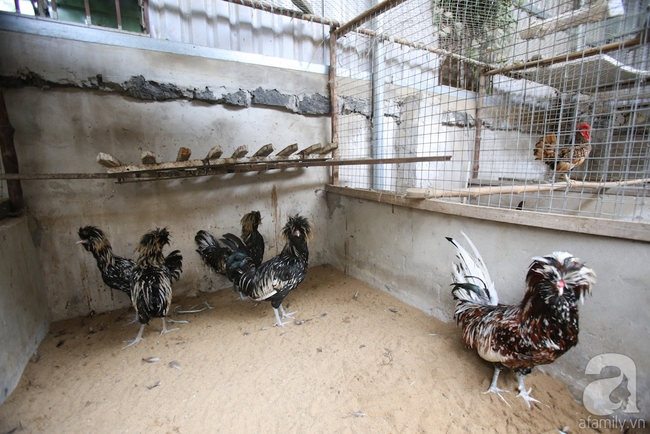 Hàng loạt giống gà lạ từ khắp thế giới ở trang trại của chàng trai 8X Bình Dương - Ảnh 8.
