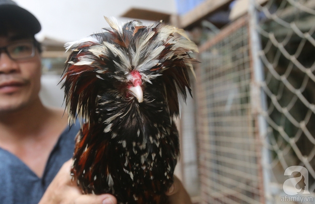 Hàng loạt giống gà lạ từ khắp thế giới ở trang trại của chàng trai 8X Bình Dương - Ảnh 9.