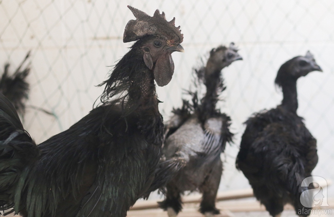 Hàng loạt giống gà lạ từ khắp thế giới ở trang trại của chàng trai 8X Bình Dương - Ảnh 11.