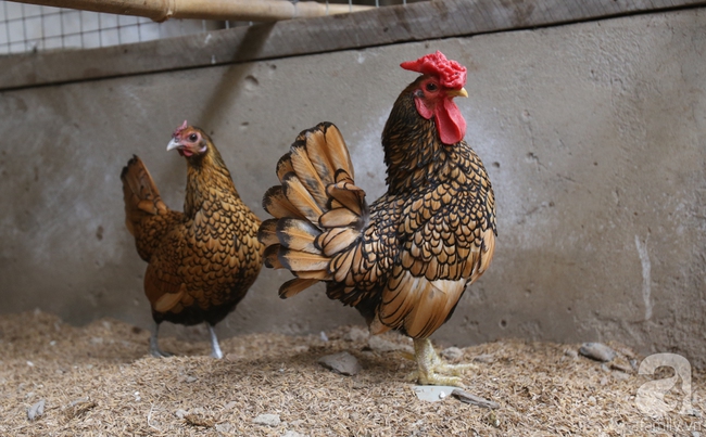 Hàng loạt giống gà lạ từ khắp thế giới ở trang trại của chàng trai 8X Bình Dương - Ảnh 13.