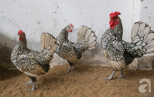 Hàng loạt giống gà lạ từ khắp thế giới ở trang trại của chàng trai 8X Bình Dương - Ảnh 14.