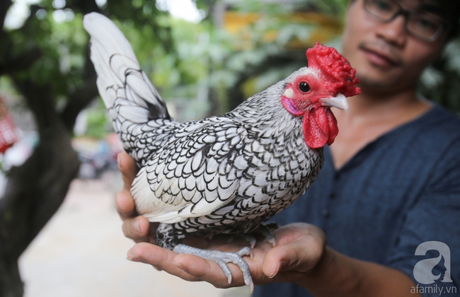 Hàng loạt giống gà lạ từ khắp thế giới ở trang trại của chàng trai 8X Bình Dương - Ảnh 15.
