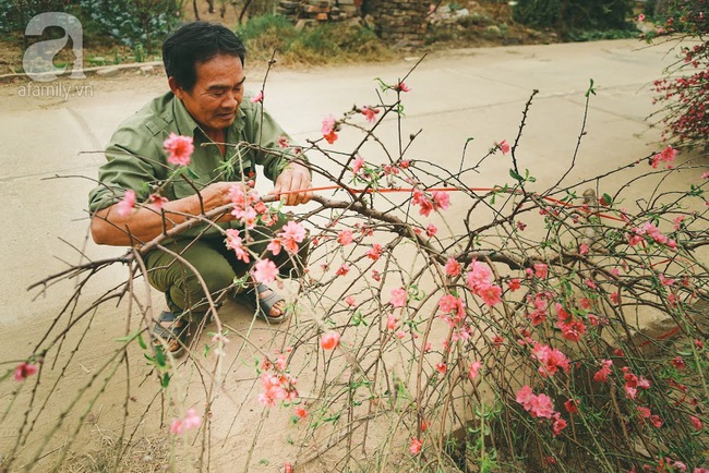 Rằm tháng Chạp, đã thấy nôn nao vị Tết khi hoa đào về trên phố xuân - Ảnh 15.