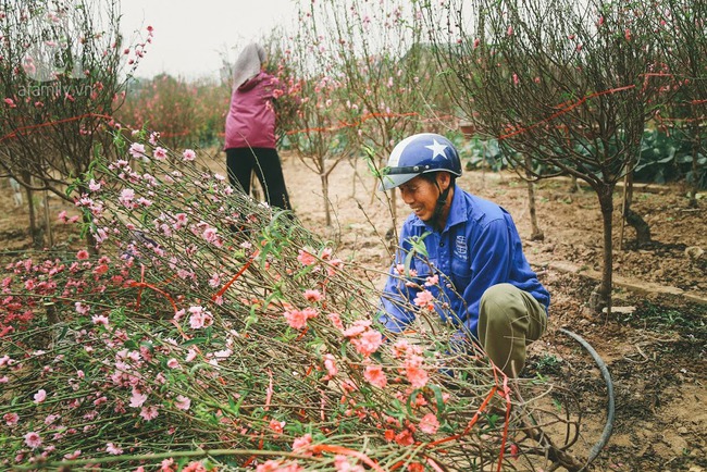 Rằm tháng Chạp, đã thấy nôn nao vị Tết khi hoa đào về trên phố xuân - Ảnh 14.