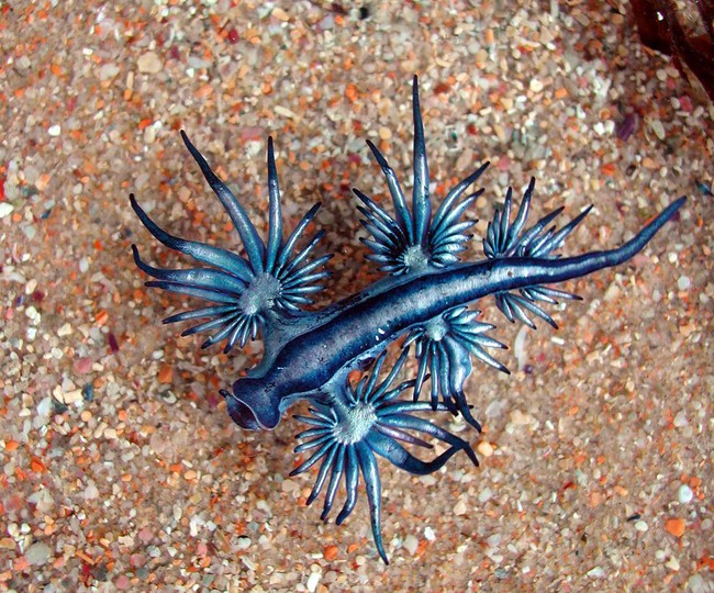 3 loại sinh vật biển kì lạ khiến ai nhìn thấy cũng muốn ôm về làm thú cưng - Ảnh 8.