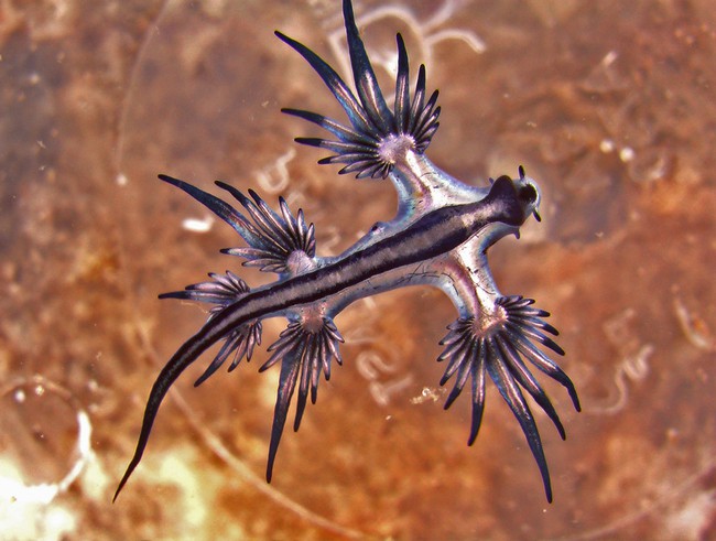 3 loại sinh vật biển kì lạ khiến ai nhìn thấy cũng muốn ôm về làm thú cưng - Ảnh 9.