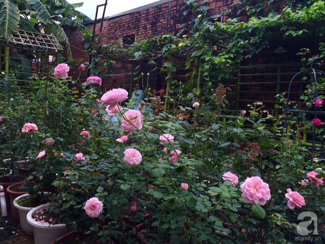 Say đắm trước vẻ đẹp tràn đầy sắc xuân của vườn hồng rộng đến 350m² ở xứ Huế mộng mơ - Ảnh 1.