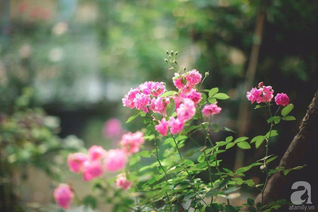 Say đắm trước vẻ đẹp tràn đầy sắc xuân của vườn hồng rộng đến 350m² ở xứ Huế mộng mơ - Ảnh 4.
