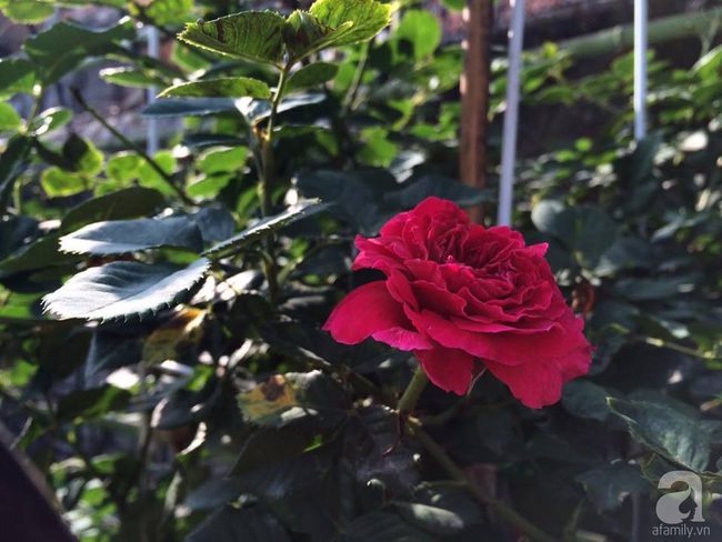 Say đắm trước vẻ đẹp tràn đầy sắc xuân của vườn hồng rộng đến 350m² ở xứ Huế mộng mơ - Ảnh 6.