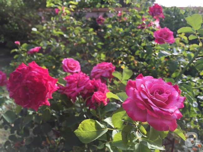 Say đắm trước vẻ đẹp tràn đầy sắc xuân của vườn hồng rộng đến 350m² ở xứ Huế mộng mơ - Ảnh 7.