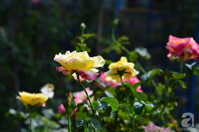 Say đắm trước vẻ đẹp tràn đầy sắc xuân của vườn hồng rộng đến 350m² ở xứ Huế mộng mơ - Ảnh 9.