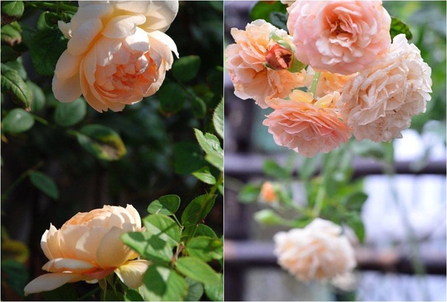 Say đắm trước vẻ đẹp tràn đầy sắc xuân của vườn hồng rộng đến 350m² ở xứ Huế mộng mơ - Ảnh 10.