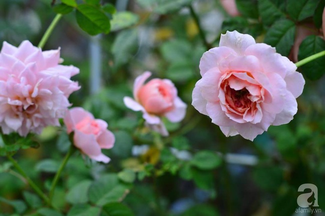 Say đắm trước vẻ đẹp tràn đầy sắc xuân của vườn hồng rộng đến 350m² ở xứ Huế mộng mơ - Ảnh 12.
