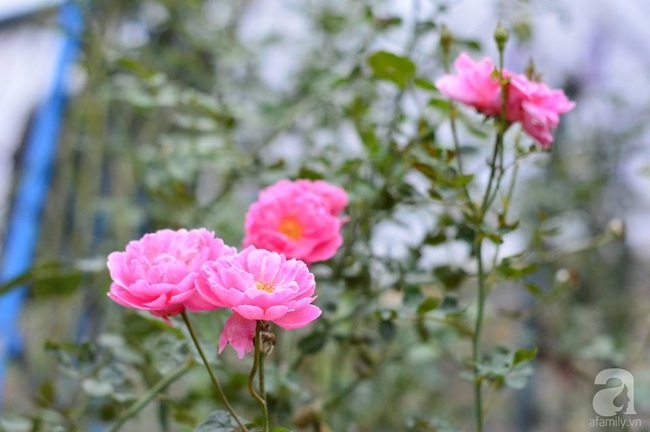 Say đắm trước vẻ đẹp tràn đầy sắc xuân của vườn hồng rộng đến 350m² ở xứ Huế mộng mơ - Ảnh 13.