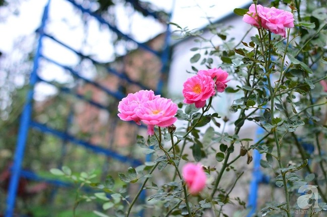 Say đắm trước vẻ đẹp tràn đầy sắc xuân của vườn hồng rộng đến 350m² ở xứ Huế mộng mơ - Ảnh 14.