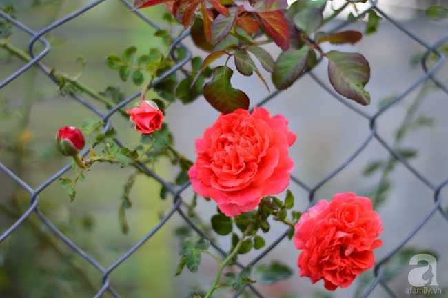 Say đắm trước vẻ đẹp tràn đầy sắc xuân của vườn hồng rộng đến 350m² ở xứ Huế mộng mơ - Ảnh 15.