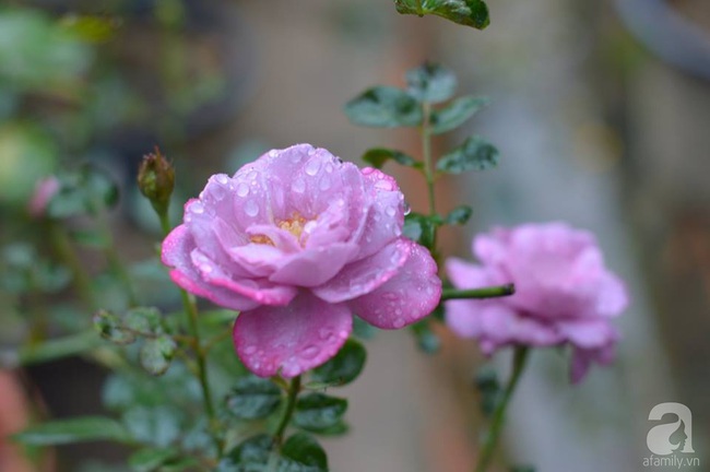 Say đắm trước vẻ đẹp tràn đầy sắc xuân của vườn hồng rộng đến 350m² ở xứ Huế mộng mơ - Ảnh 17.