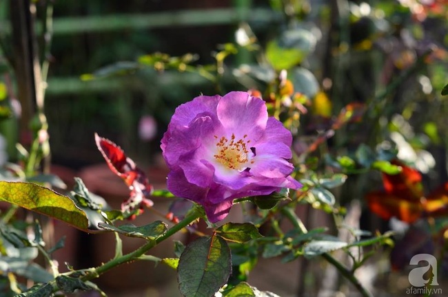 Say đắm trước vẻ đẹp tràn đầy sắc xuân của vườn hồng rộng đến 350m² ở xứ Huế mộng mơ - Ảnh 18.