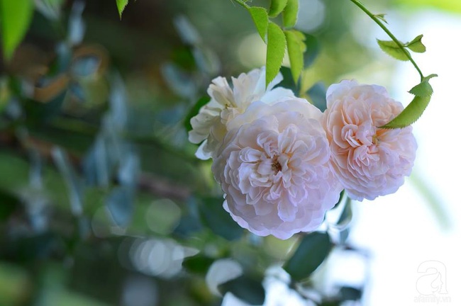 Say đắm trước vẻ đẹp tràn đầy sắc xuân của vườn hồng rộng đến 350m² ở xứ Huế mộng mơ - Ảnh 19.
