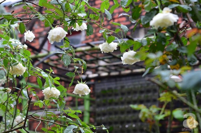 Say đắm trước vẻ đẹp tràn đầy sắc xuân của vườn hồng rộng đến 350m² ở xứ Huế mộng mơ - Ảnh 20.