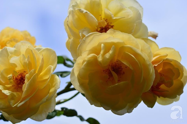 Say đắm trước vẻ đẹp tràn đầy sắc xuân của vườn hồng rộng đến 350m² ở xứ Huế mộng mơ - Ảnh 21.