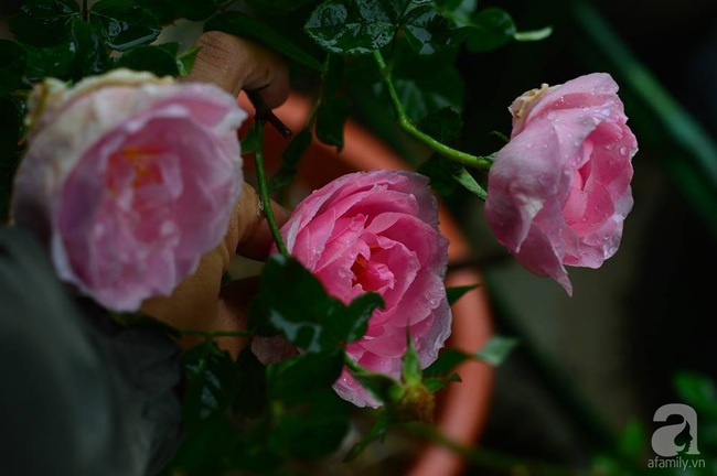 Say đắm trước vẻ đẹp tràn đầy sắc xuân của vườn hồng rộng đến 350m² ở xứ Huế mộng mơ - Ảnh 23.