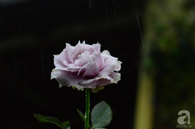 Say đắm trước vẻ đẹp tràn đầy sắc xuân của vườn hồng rộng đến 350m² ở xứ Huế mộng mơ - Ảnh 24.