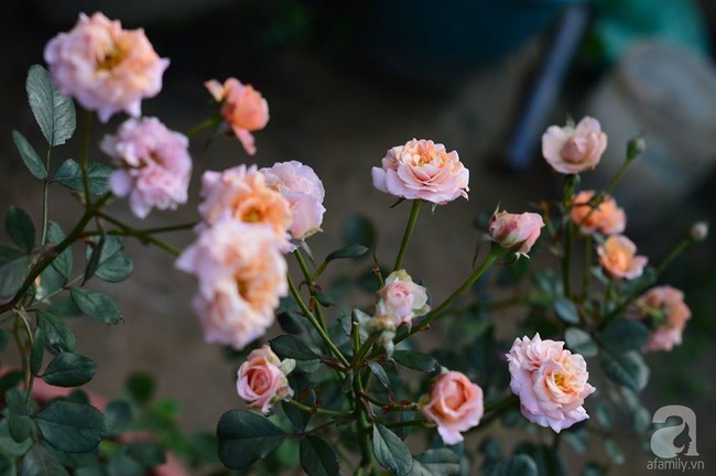 Say đắm trước vẻ đẹp tràn đầy sắc xuân của vườn hồng rộng đến 350m² ở xứ Huế mộng mơ - Ảnh 25.