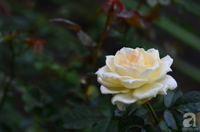 Say đắm trước vẻ đẹp tràn đầy sắc xuân của vườn hồng rộng đến 350m² ở xứ Huế mộng mơ - Ảnh 26.