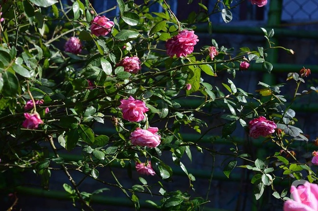 Say đắm trước vẻ đẹp tràn đầy sắc xuân của vườn hồng rộng đến 350m² ở xứ Huế mộng mơ - Ảnh 27.