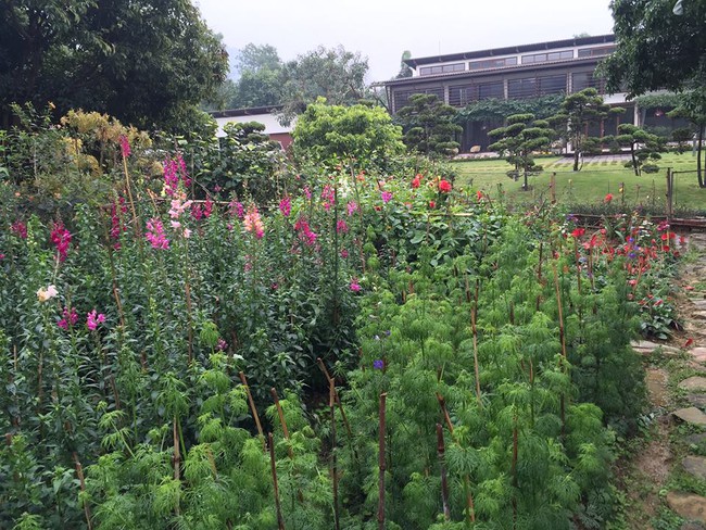 Cuộc sống bình yên của gia đình ca sĩ Mỹ Linh trong nhà vườn ngập tràn sắc hoa ở ngoại ô - Ảnh 13.
