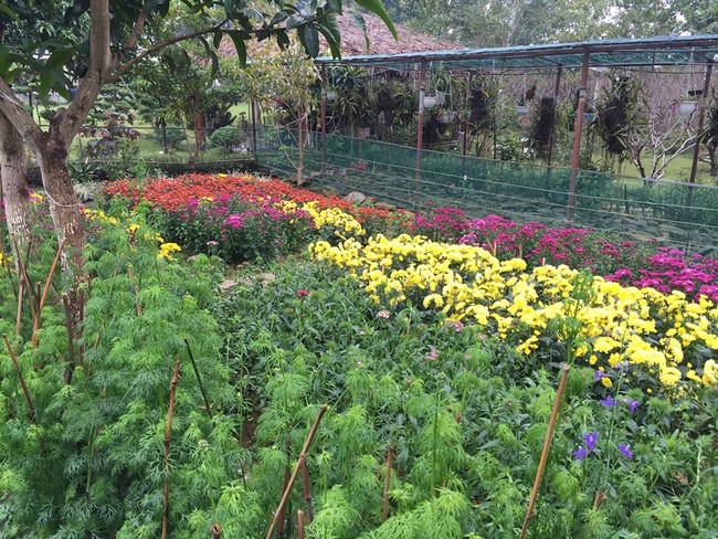 Cuộc sống bình yên của gia đình ca sĩ Mỹ Linh trong nhà vườn ngập tràn sắc hoa ở ngoại ô - Ảnh 14.