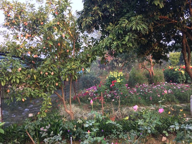 Cuộc sống bình yên của gia đình ca sĩ Mỹ Linh trong nhà vườn ngập tràn sắc hoa ở ngoại ô - Ảnh 17.